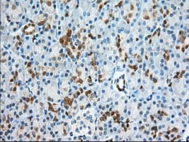 BDH2 Antibody (clone OTI2G1)