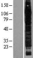 Human CD44 Protein (Over-Expression Lysate Myc-DDK (Flag))