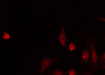 Polyclonal Rabbit anti-Human BUB3 Antibody (IF, WB)