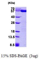 Human PDIA3 / ERp57 Protein (Recombinant His)