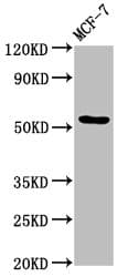 DOK7 Antibody