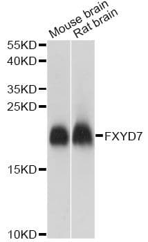 FXYD7 Antibody