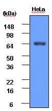 IHC-plus™ HSP70 / Heat Shock Protein 70 Antibody (aa1-641, clone 4E7)