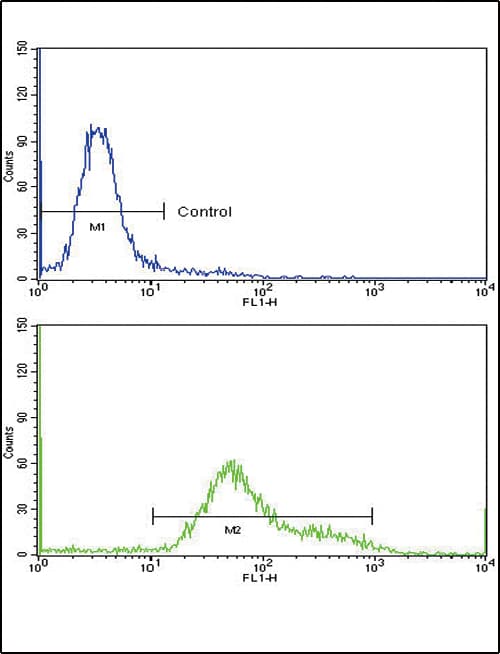 Polyclonal Rabbit anti-Human GMPS / GMP Synthase Antibody (aa602-630, IHC, WB)