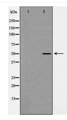 Polyclonal Rabbit anti-Human BECN1 / Beclin-1 Antibody (WB)