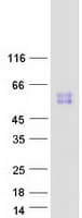 Human SIGLEC14 Protein (Recombinant Myc-DDK (Flag))