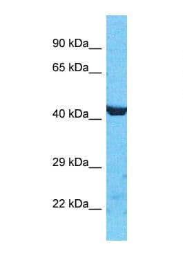 Polyclonal Rabbit anti-Human PDZD3 Antibody (aa105-154, WB)