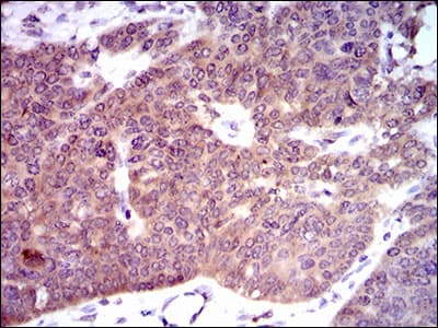 PDE1B Antibody (aa370-536, clone 5C4A3)
