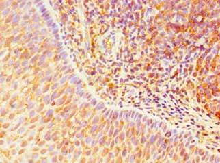 Polyclonal Rabbit anti-Human TLR10 Antibody (aa20-270, IHC)