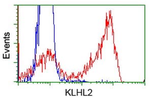 KLHL2 / MAV Antibody (aa1-100, clone OTI1G7, Carrier-free)
