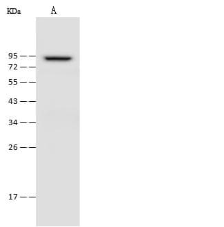 OGFR Antibody (Preservative Free)