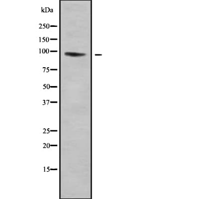 LRP12 Antibody
