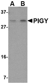 IHC-plus™ Polyclonal Rabbit anti-Human PIGY Antibody (IHC, IF, WB)