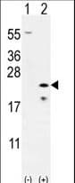 PathPlus™ BAX Antibody (aa41-76)
