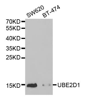 UBE2D1 / UBCH5 Antibody