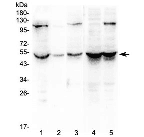 ATF4 Antibody