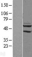 PDP2 Protein (Over-Expression Lysate Myc-DDK (Flag))
