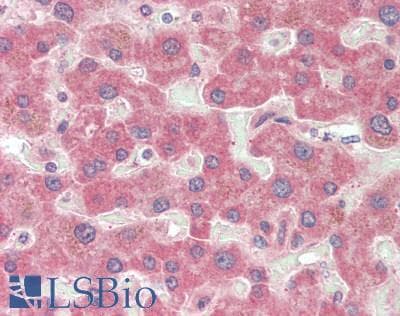 IHC-plus™ M6PR Antibody (aa35-63)