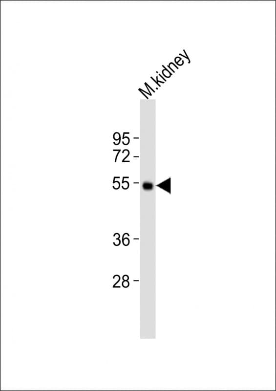 DRD5 / Dopamine Receptor D5 Antibody (aa19-56)