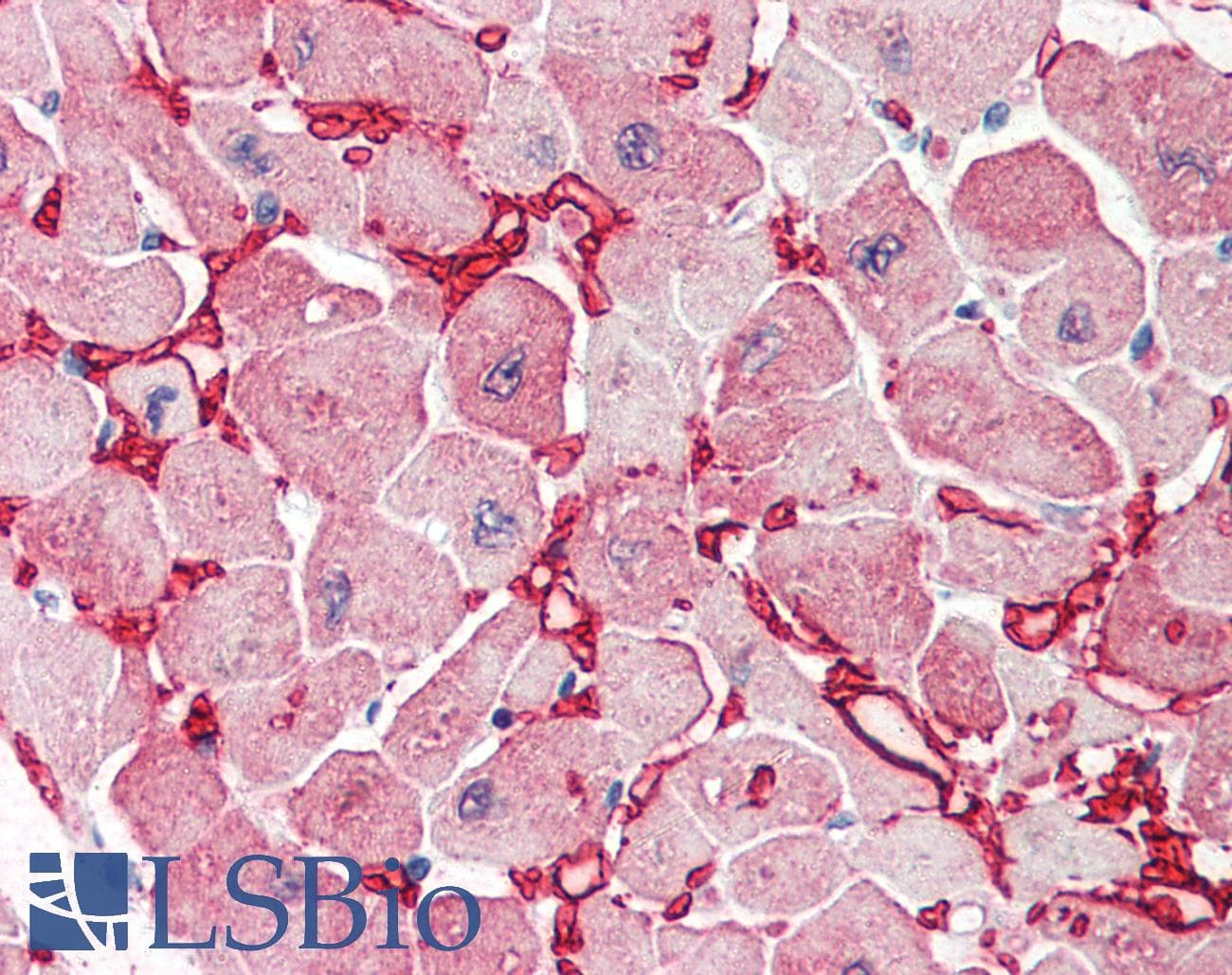 IHC-plus™ Polyclonal Goat anti-Human Aspartate Aminotransferase Antibody (aa157-167, IHC, WB)