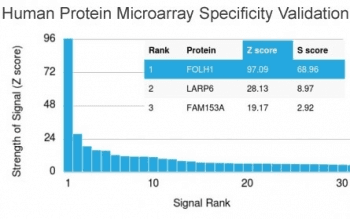 FOLH1 / PSMA Antibody (clone FOLH1/2363, Ready-to-Use)