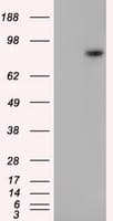H6PD / G6PDH Antibody (clone OTI2C12)