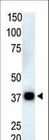 PPP5C Antibody (aa1-30)