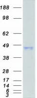 Human AHSA1 / AHA1 Protein (Recombinant Myc-DDK (Flag))