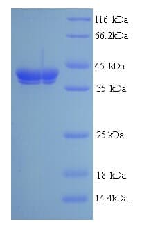 Juniperus ashei PLY1 / Pectate lyase 1 Protein (Recombinant His)