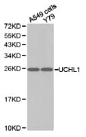 UCHL1 / PGP9.5 Antibody