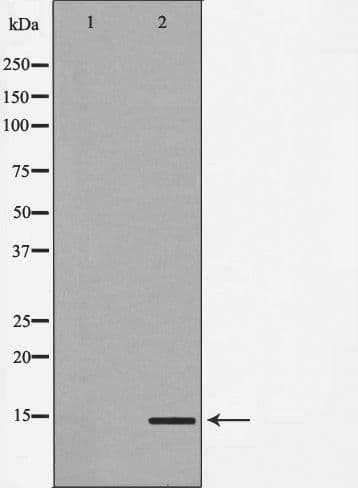 MAP1LC3A / LC3A Antibody