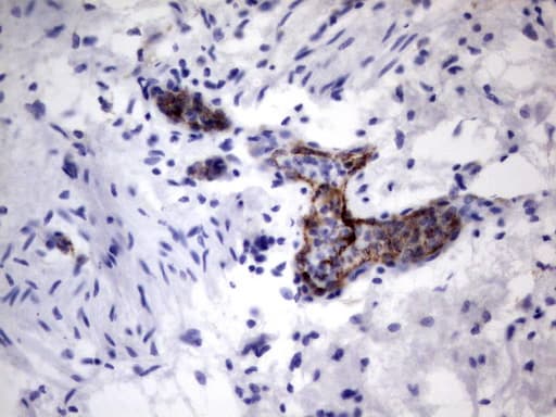 VWF / Von Willebrand Factor Antibody (aa764-1263, clone OTI9F3)