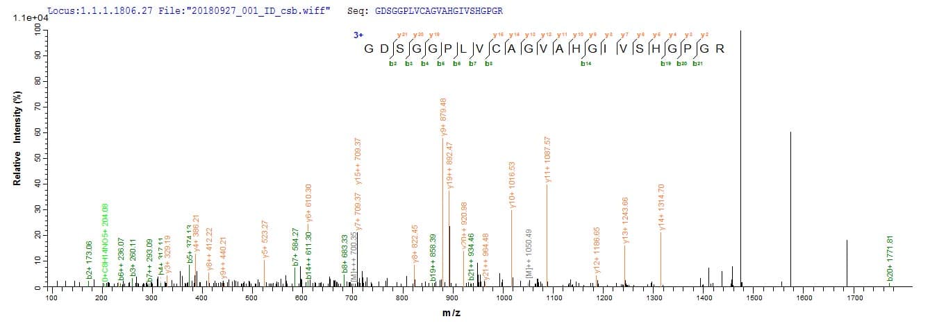 Rat Mcpt4 Protein (Recombinant 6His, N-terminus + Myc, C-terminus)
