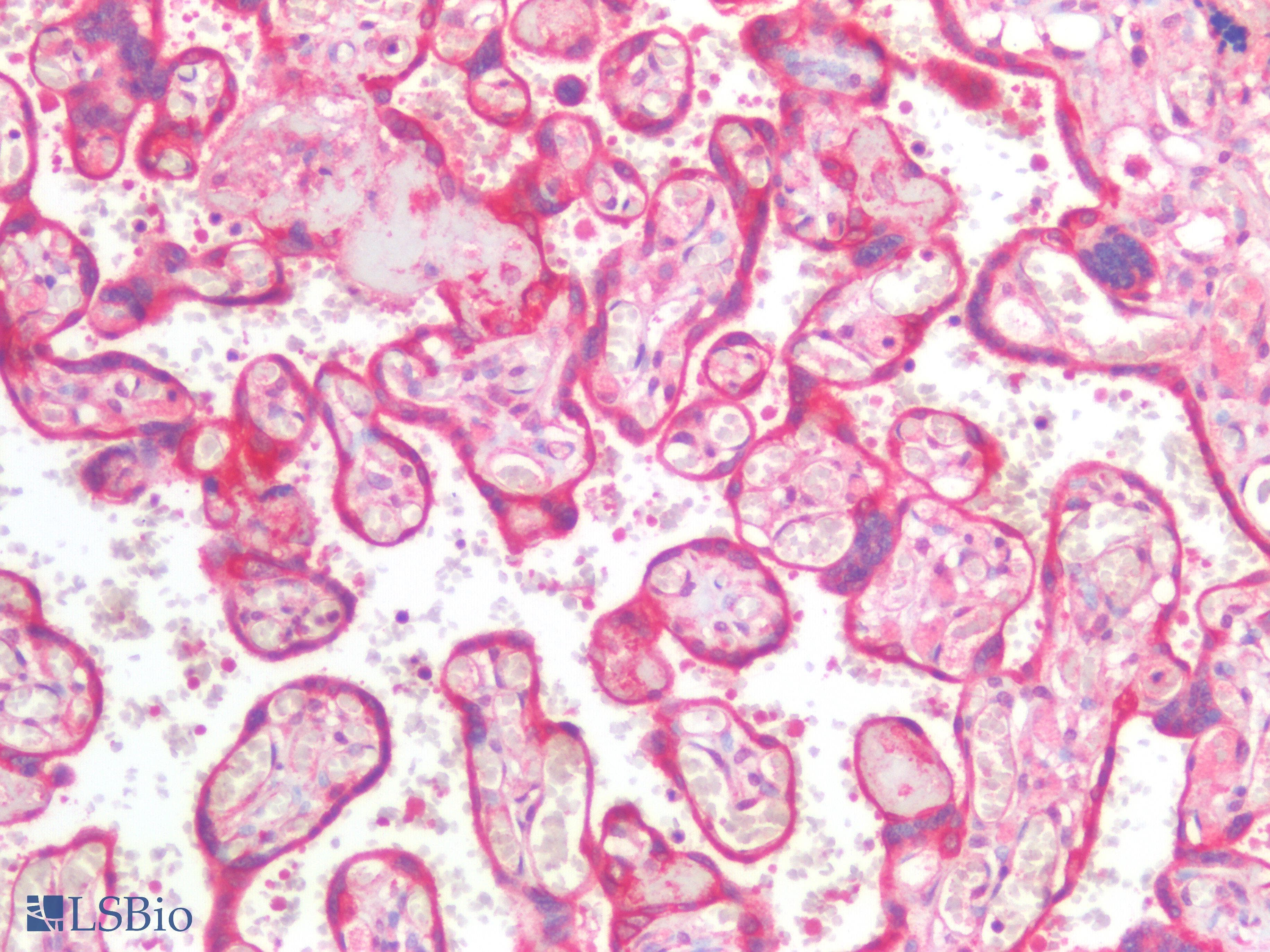 IHC-plus™ PD-L2 / PDCD1LG2 / CD273 Antibody