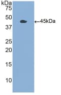 CSF2 / GM-CSF Antibody (aa18-144, Biotin)