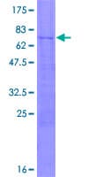 Human FOXD4L3 Protein (Recombinant GST)
