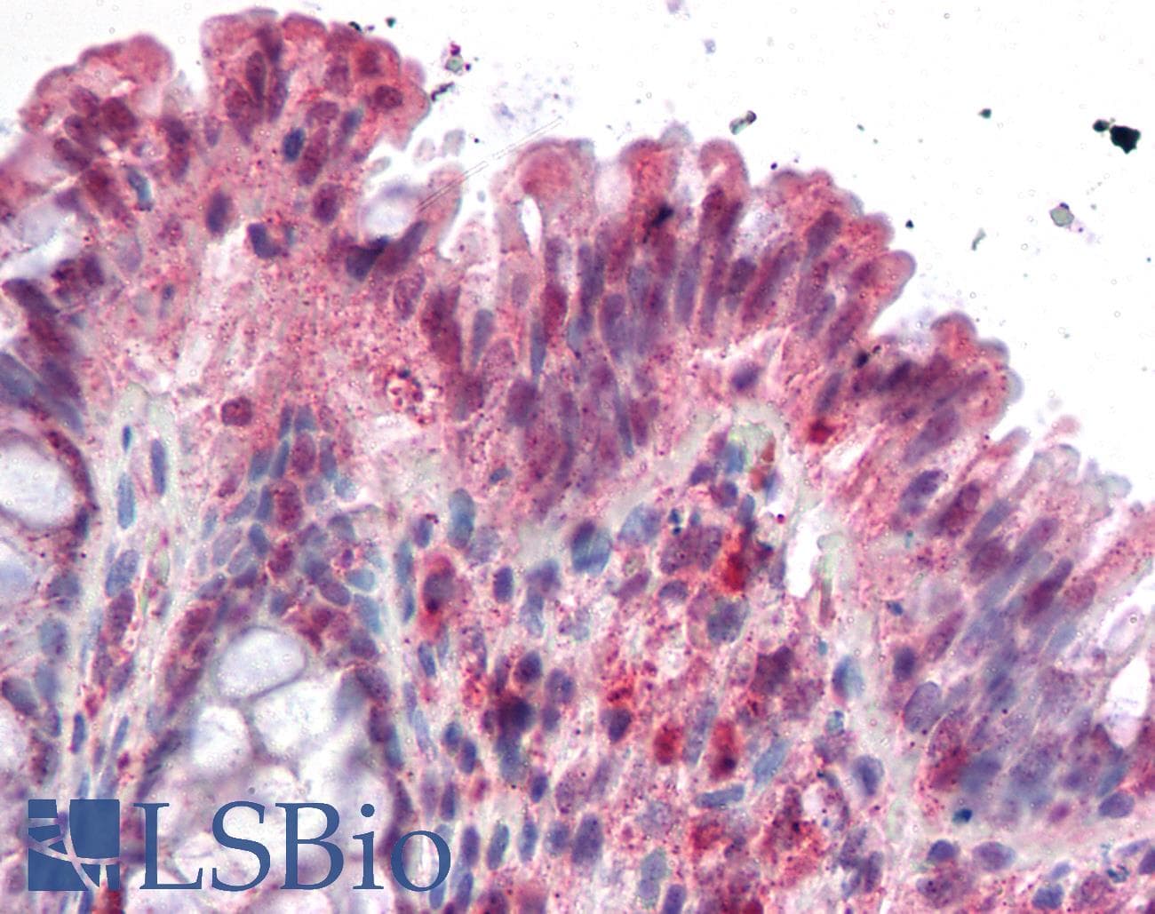 IHC-plus™ NOXO1 Antibody