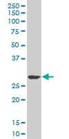 SIX3 Antibody (clone 3D12)