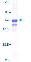 Human HNRNPA2B1 Protein (Recombinant GST)