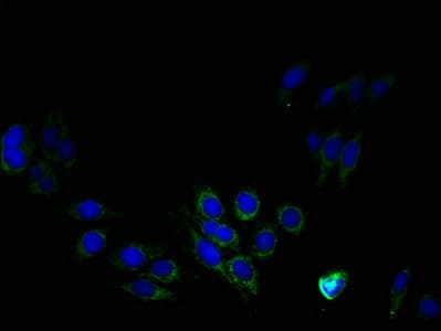 PTDSS1 Antibody