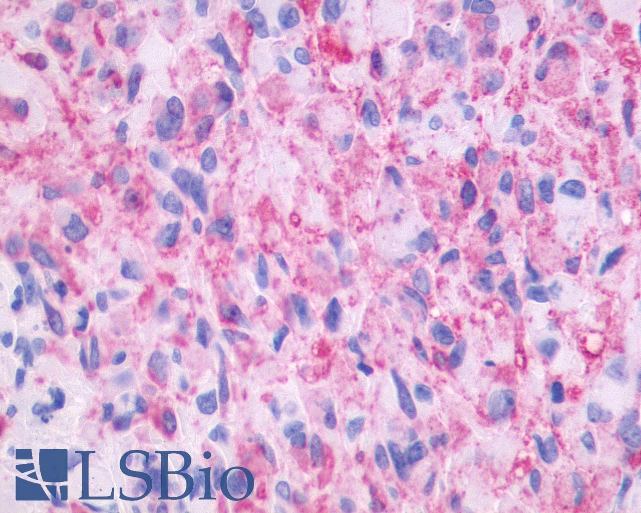 PathPlus™ PTGIR / IP Receptor Antibody (N-Terminus)