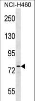 SIK1 / MSK Antibody (aa573-600)