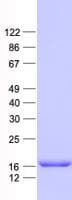 Human SF3B6 / SF3B14 Protein (Recombinant His, N-Terminal)