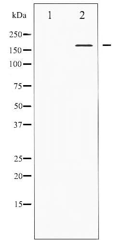 MED1 / TRAP220 Antibody (phospho-Thr1457)