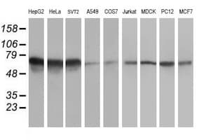 AICAR / ATIC Antibody (clone OTI2C10)