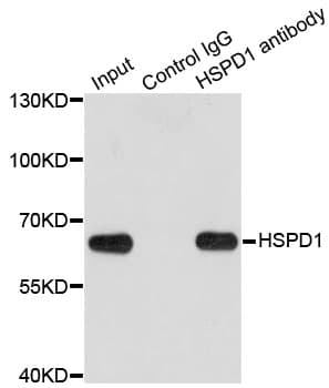 HSPD1 / HSP60 Antibody
