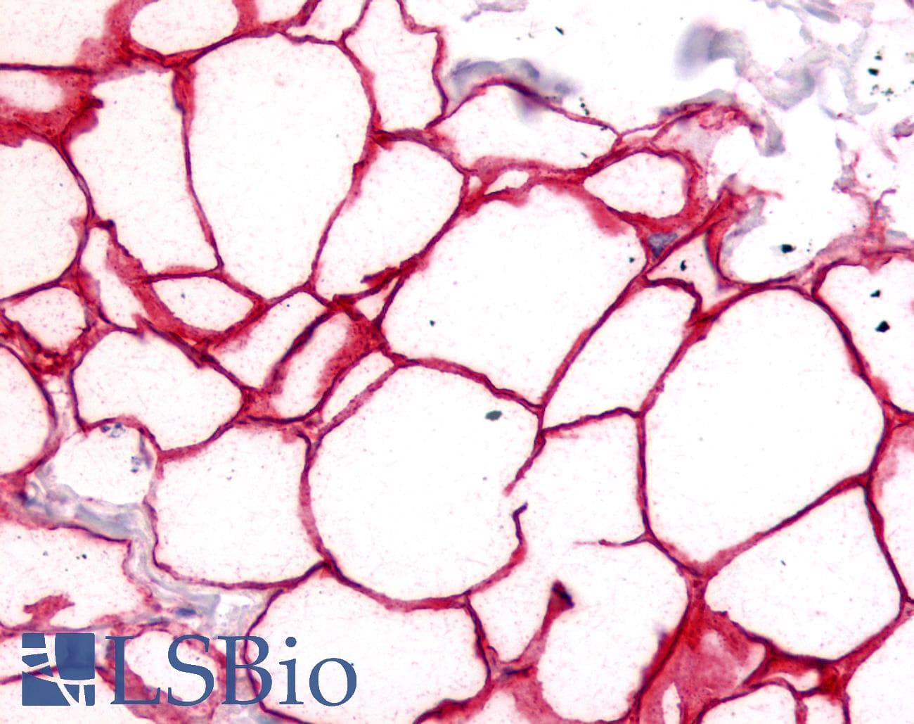 CD36 Antibody (aa100-200, DY650)
