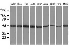 RNH1 Antibody (clone OTI3F11)