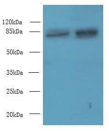 DDHD2 Antibody