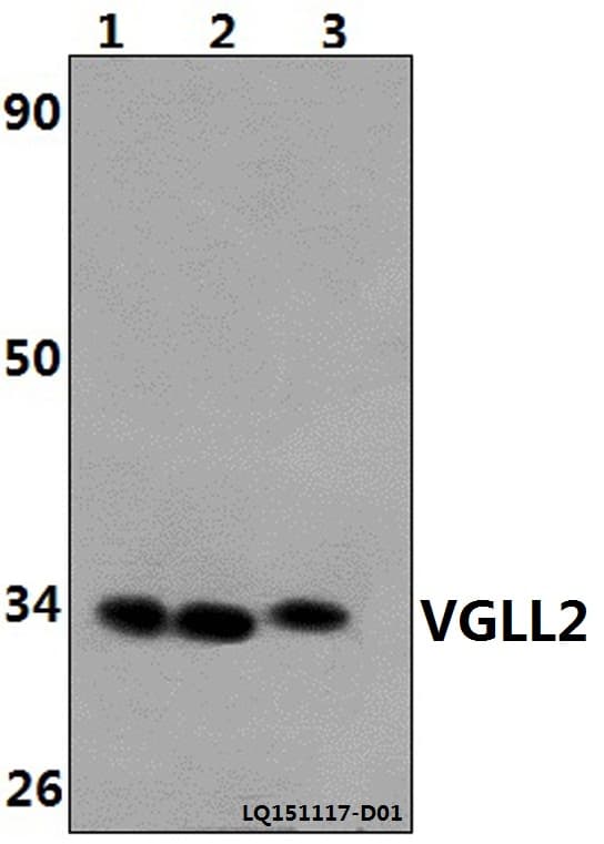 VGLL2 Antibody